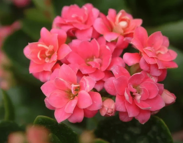 長壽花