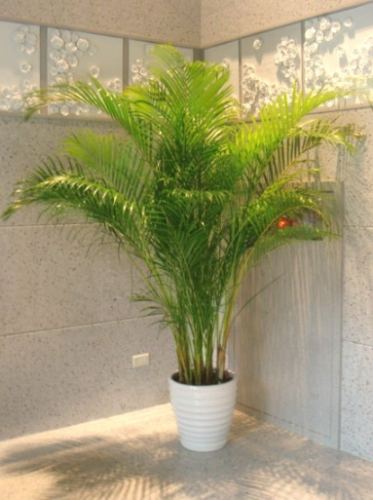 黃椰子生長習性