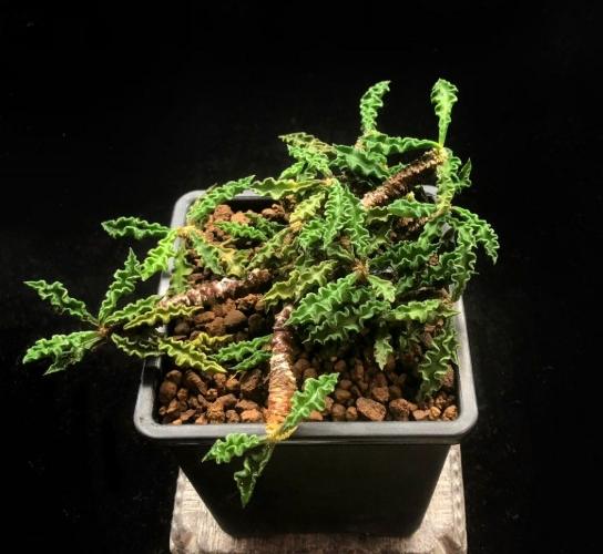 皺葉麒麟