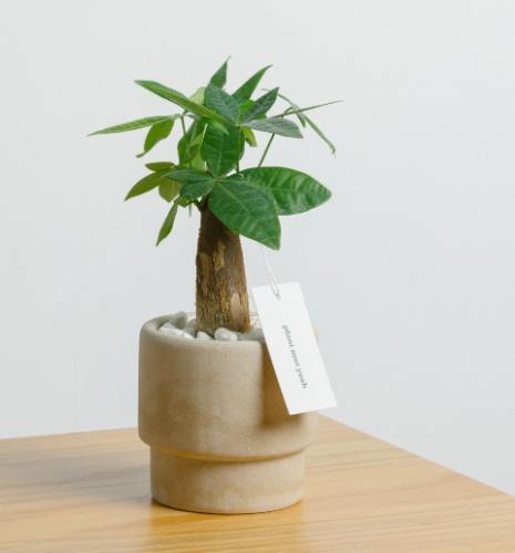 發財樹開花