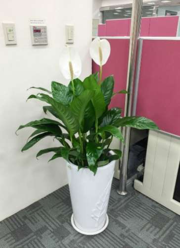 白鶴 芋