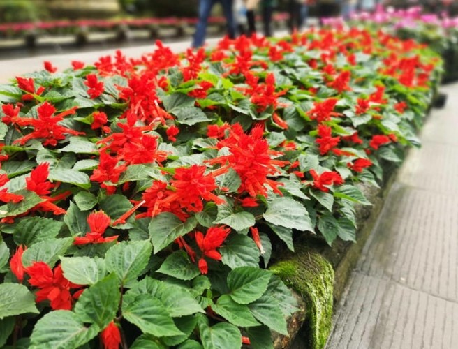 一串紅花期