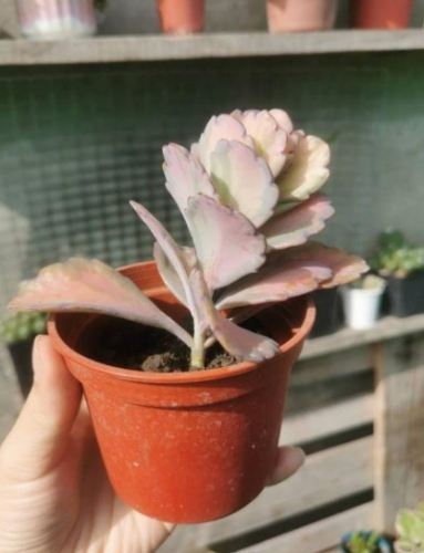 白姬之舞的形態特徵