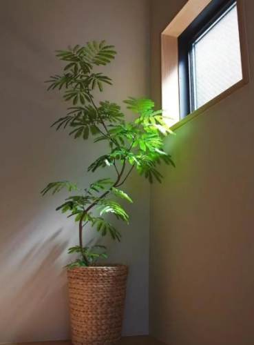 幸福樹種植 幸福樹種植