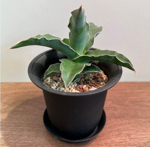 虎尾蘭品種
