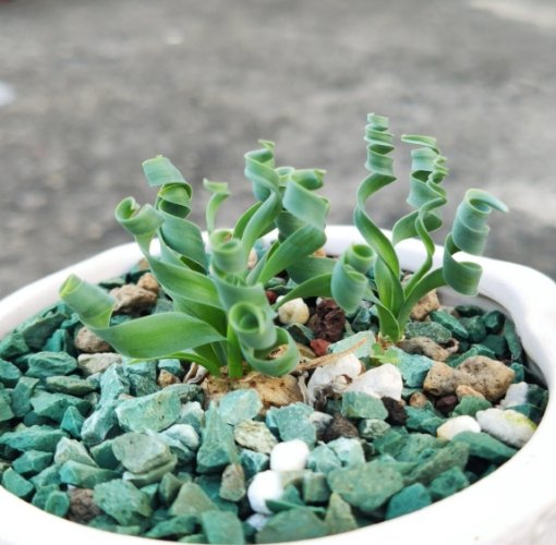 彈簧草照顧