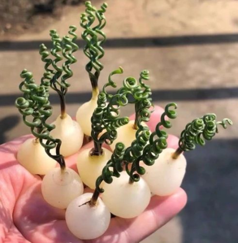彈簧草照顧 彈簧草照顧
