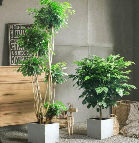 幸福树寓意