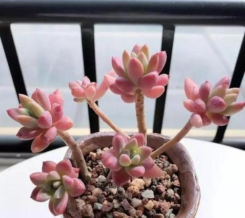 秋麗介紹