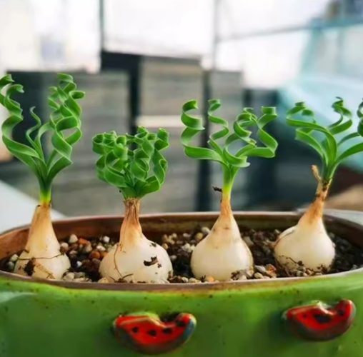 彈簧草花語
