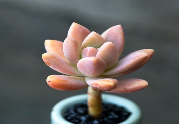 秋麗怎麼繁殖
