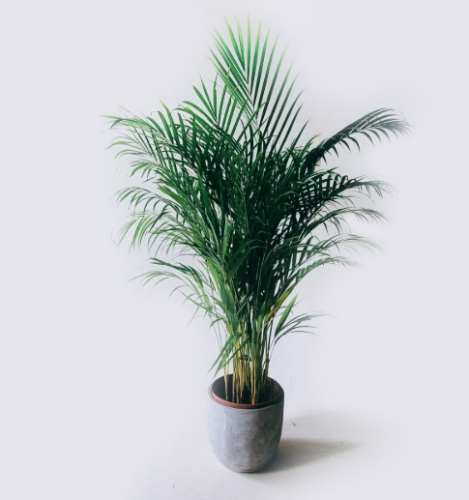 黃椰子種植