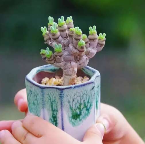 碧 光環