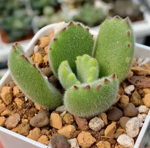 小 盆栽 植物