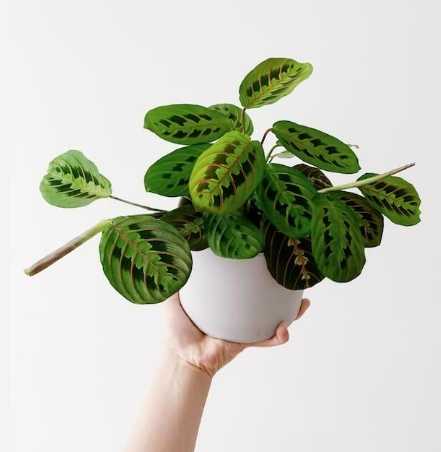 竹芋