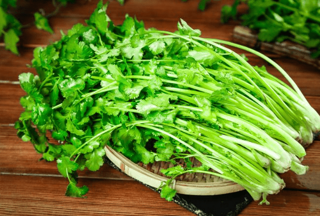 香菜 種植