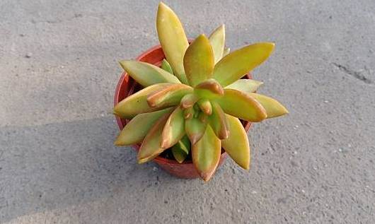 黃麗種植