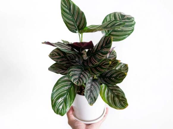 竹芋種植