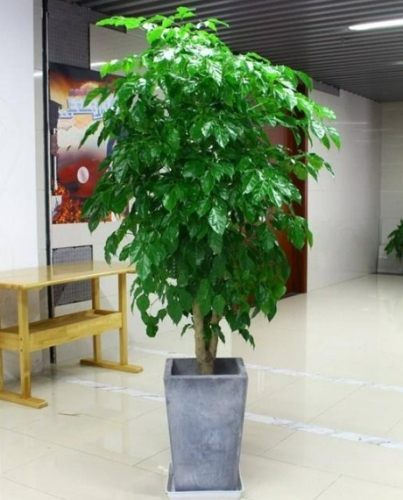 幸福樹開花 幸福樹開花