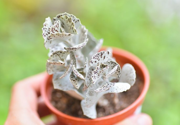 雀扇品種