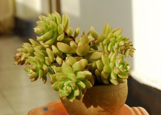 黃麗開花