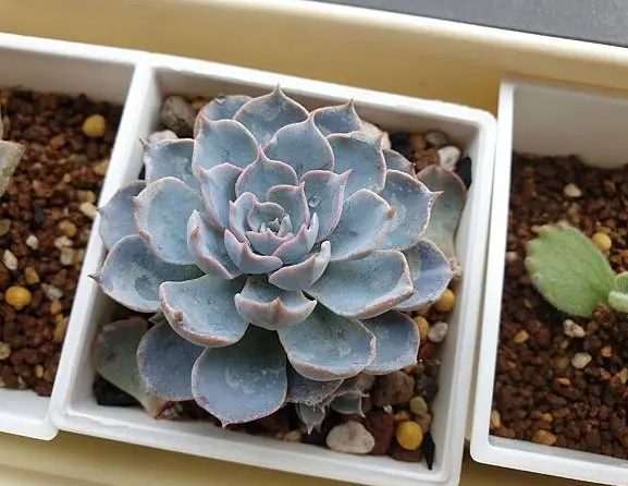 老樂多肉種植