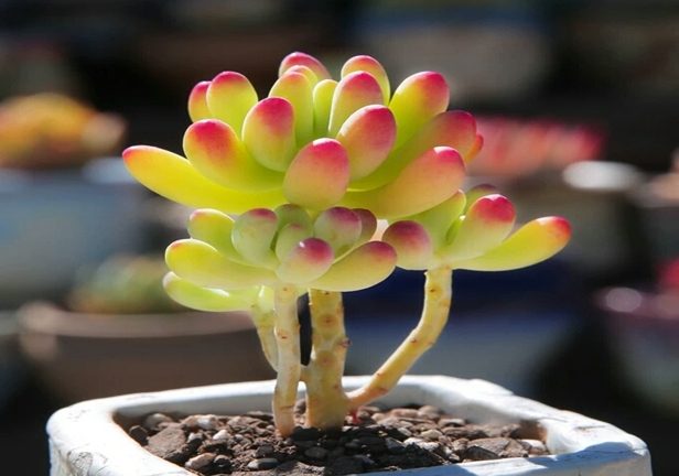 乙女心的花語 乙女心的花語