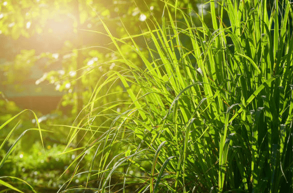 檸檬 草