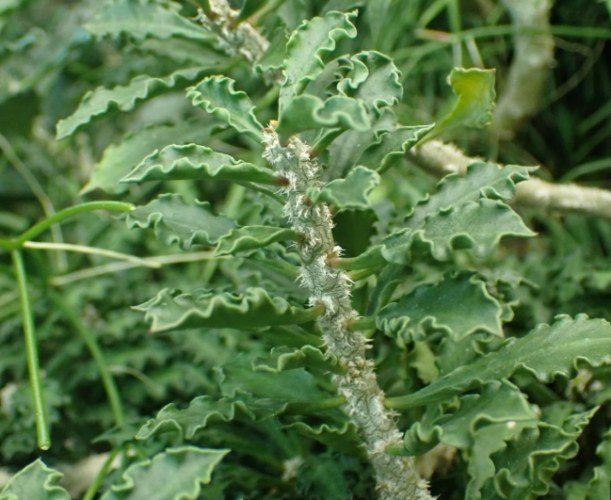 皺葉麒麟種植