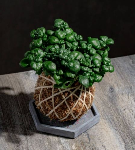 彈簧草開花 彈簧草開花