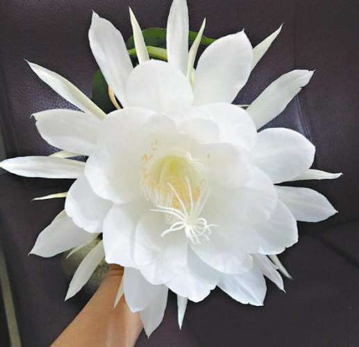 曇花