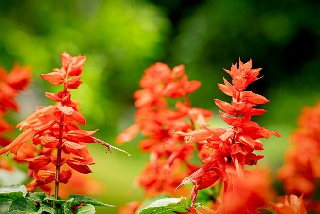 一串紅種植
