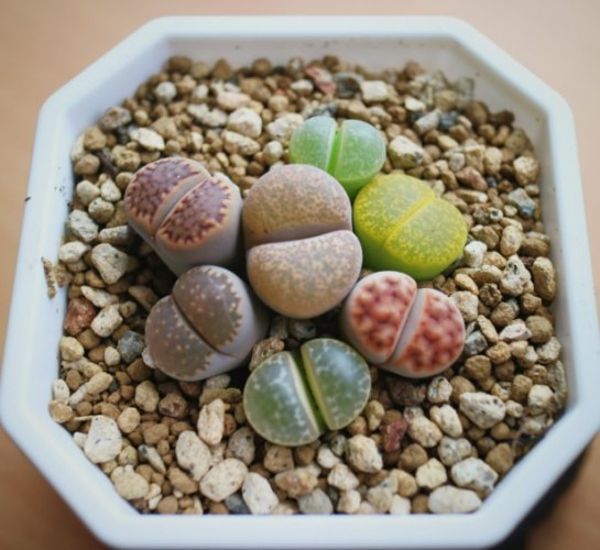 石頭玉