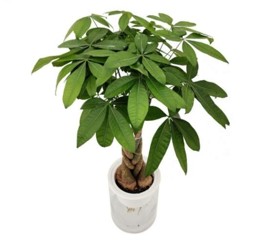 發財樹种植
