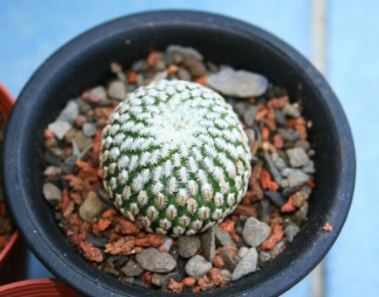 仙人掌病蟲防治
