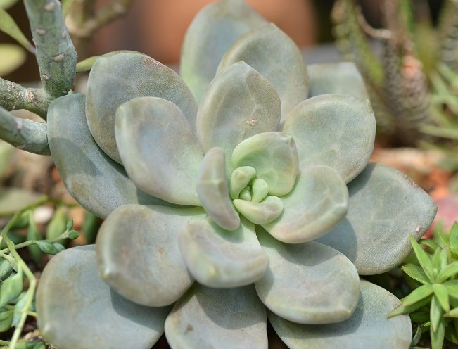 石蓮花禁忌