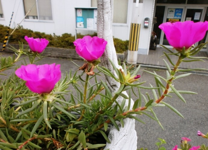 松葉牡丹盆栽 松葉牡丹盆栽