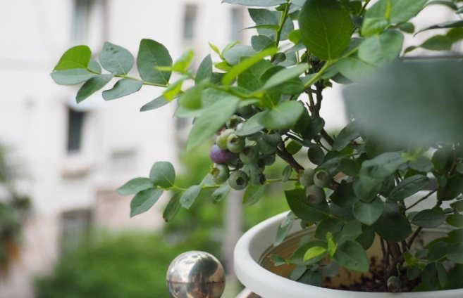 藍莓種植時間