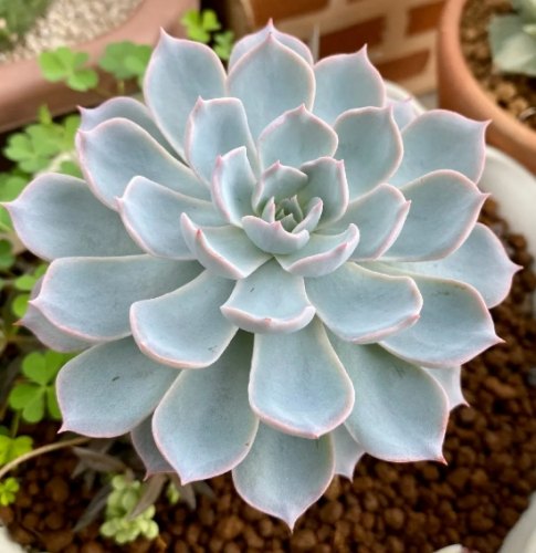 石蓮花