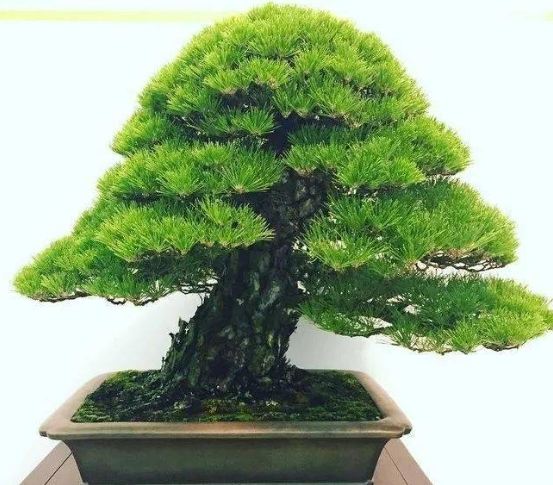 松樹品種介紹