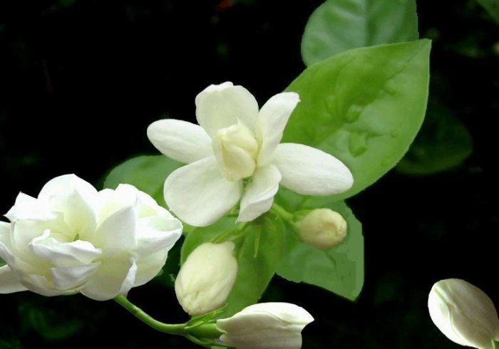茉莉花種植方法 茉莉花種植方法