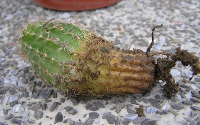 仙人掌種植注意事項