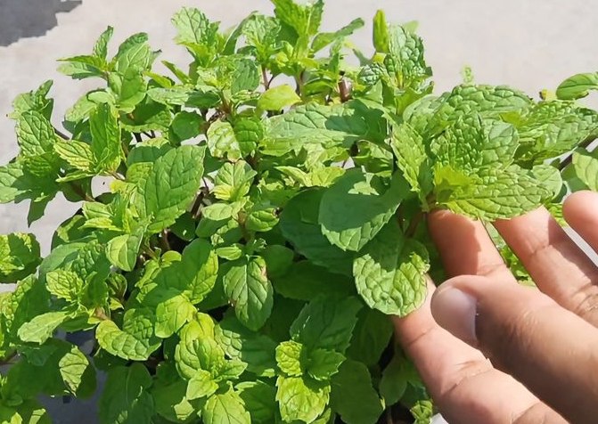 薄荷種植方法