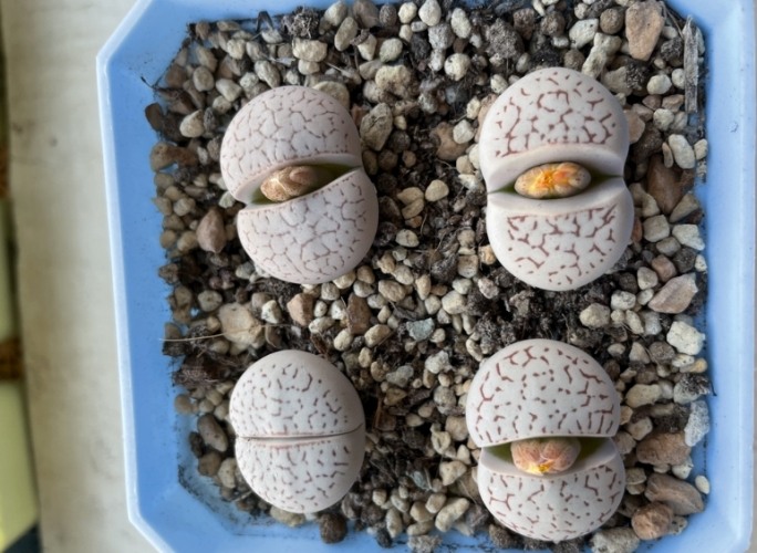 生石花何時換盆
