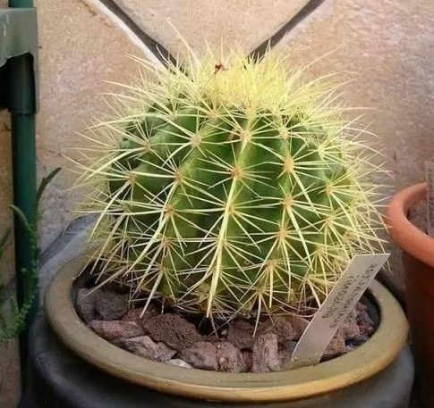 仙人球照顧