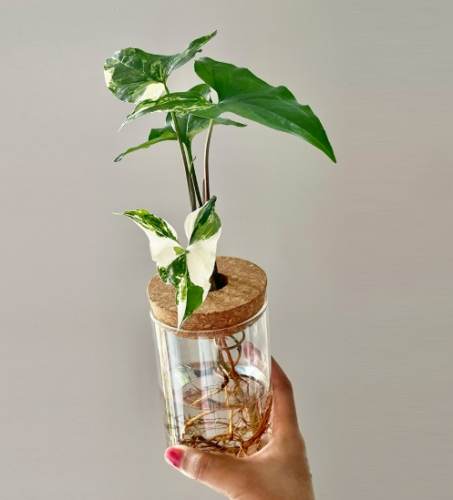 合果芋特徵