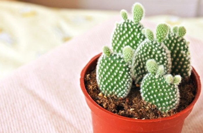 仙人掌移植方法