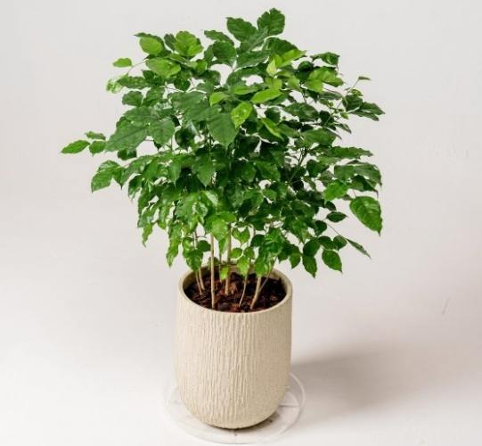 發財樹種植技巧