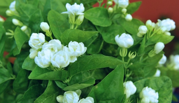 茉莉花品種介紹