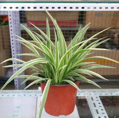 如何種植吊蘭 如何種植吊蘭